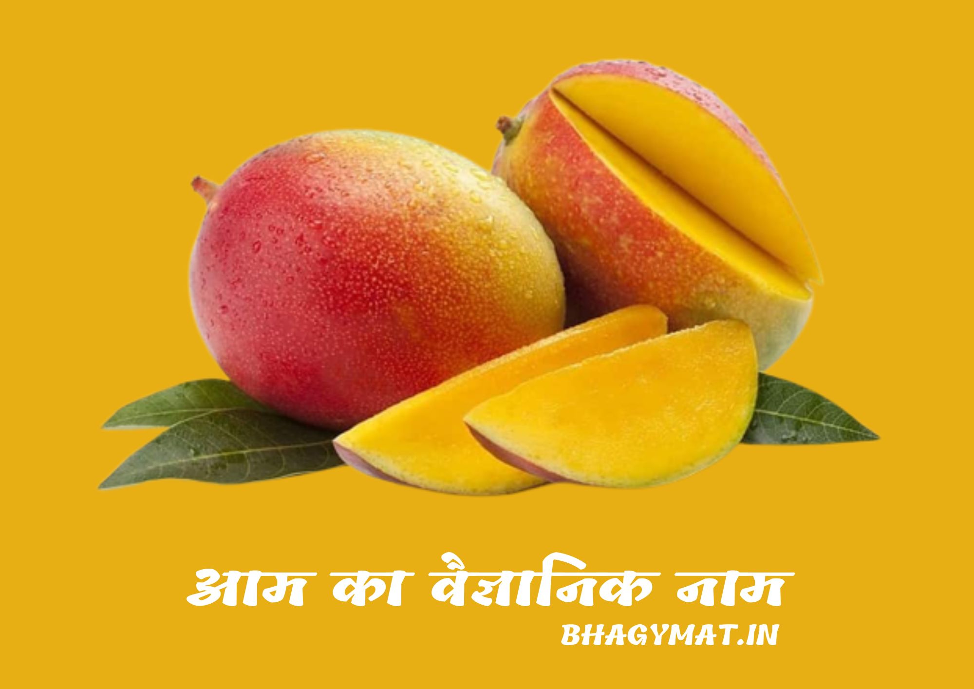 आम का वैज्ञानिक नाम क्या है (Aam Ka Vaigyanik Naam Kya Hai) - Mango Scientific Name In Hindi