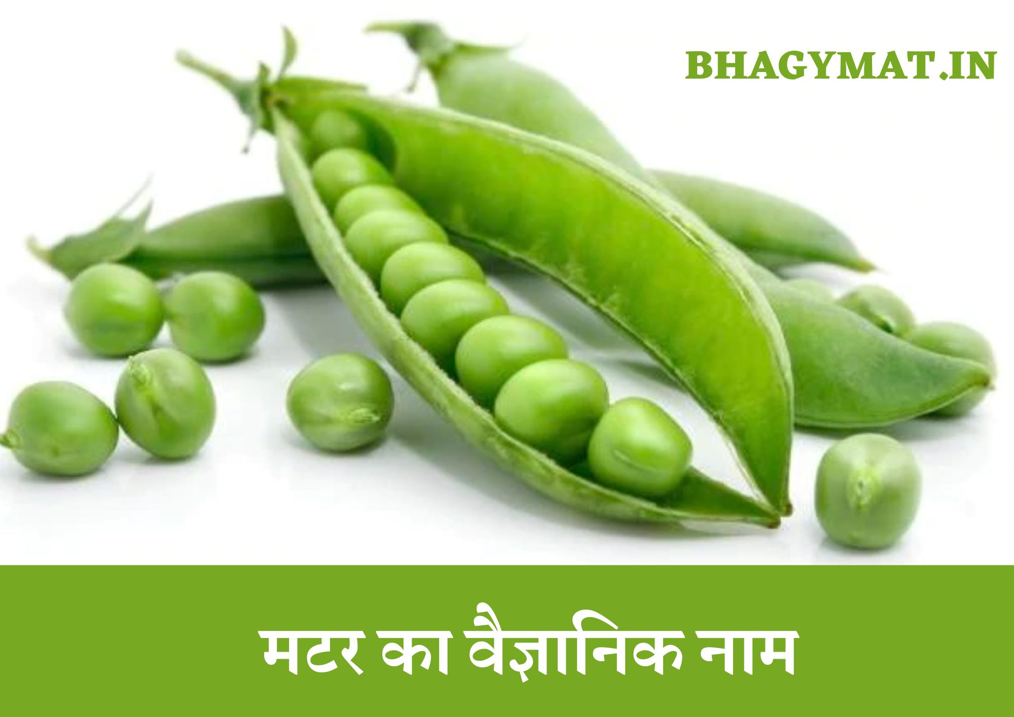 मटर का वैज्ञानिक नाम क्या है (Scientific Name Of Pea In Hindi) - Pea Scientific Name In Hindi - Matar Ka Vaigyanik Naam Kya Hai