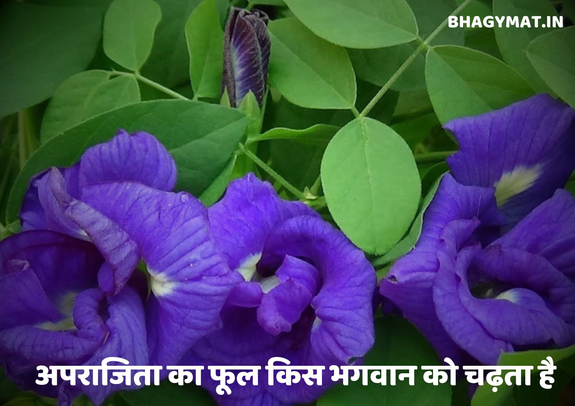 अपराजिता का फूल किस भगवान को चढ़ता है (Aprajita Ka Phool Kis Bhagwan Ko Chadta Hai)