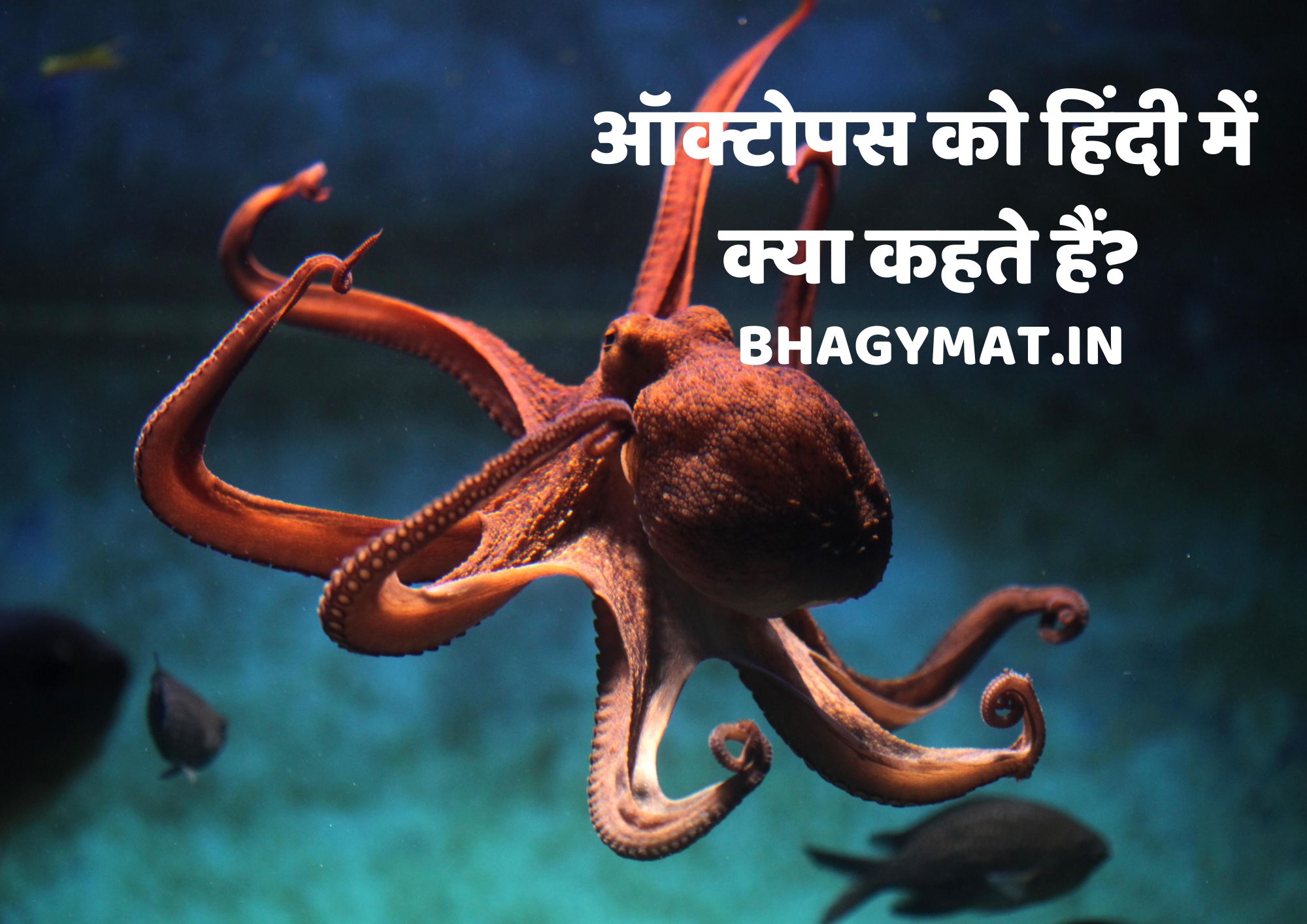 ऑक्टोपस को हिंदी में क्या कहते हैं (Octopus In Hindi Name)