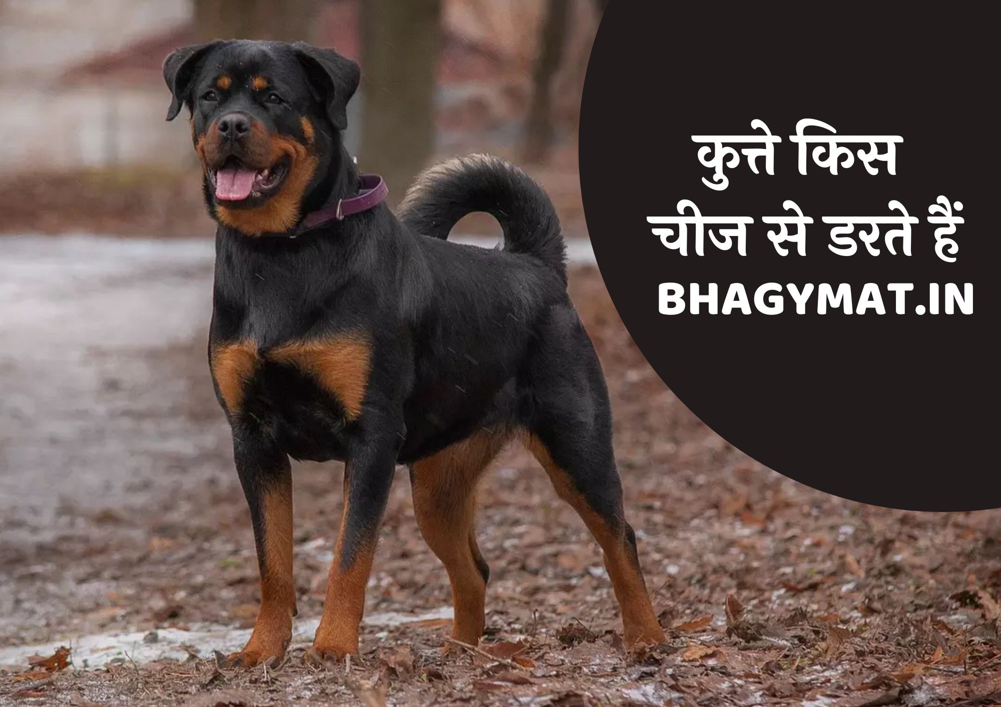 कुत्ते किस चीज से डरते हैं (Kutte Kis Chij Se Darte Hai In Hindi)