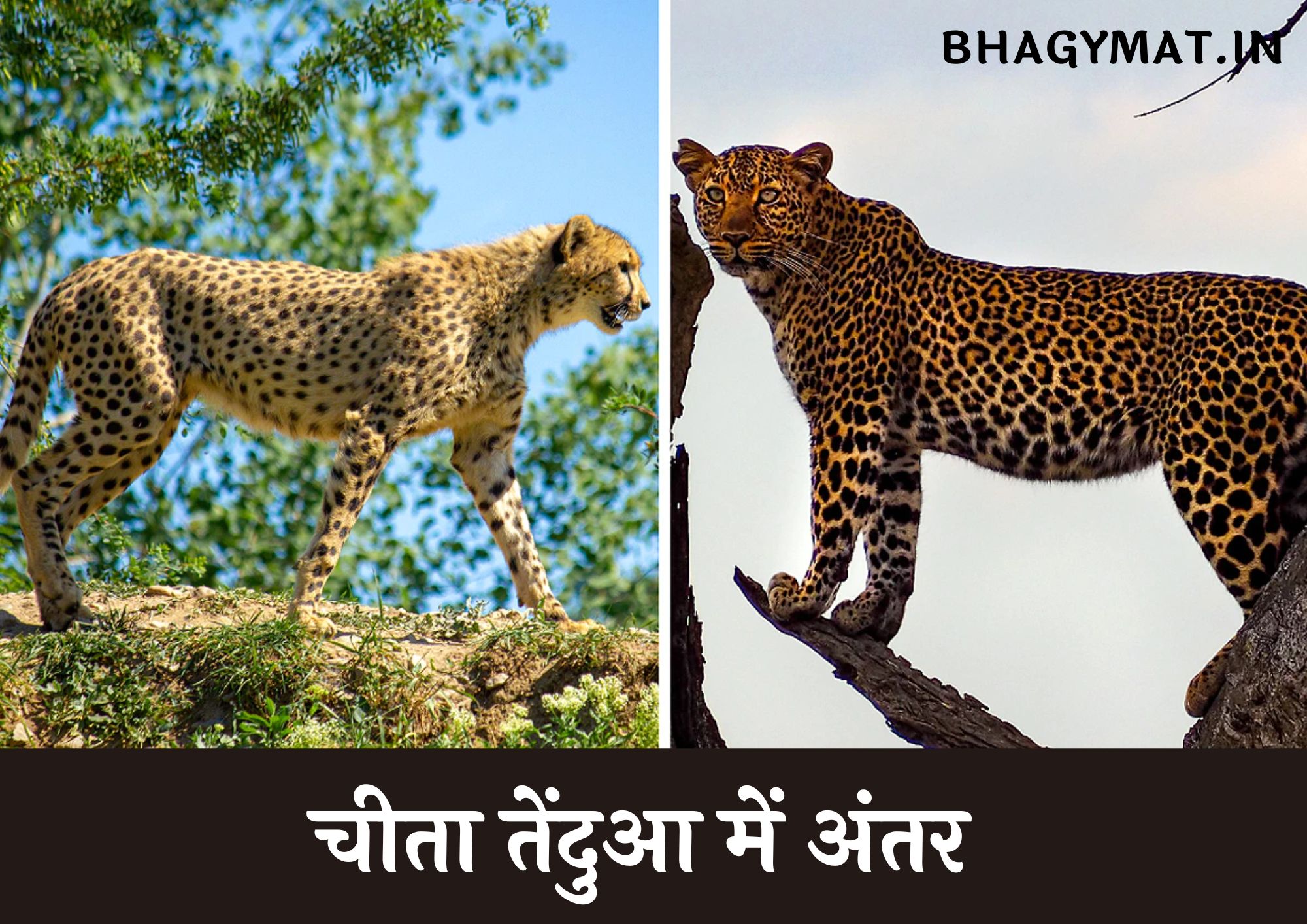 चीता तेंदुआ में अंतर - तेंदुआ और चीता में क्या अंतर है (Difference Between Cheetah And Leopard In Hindi)