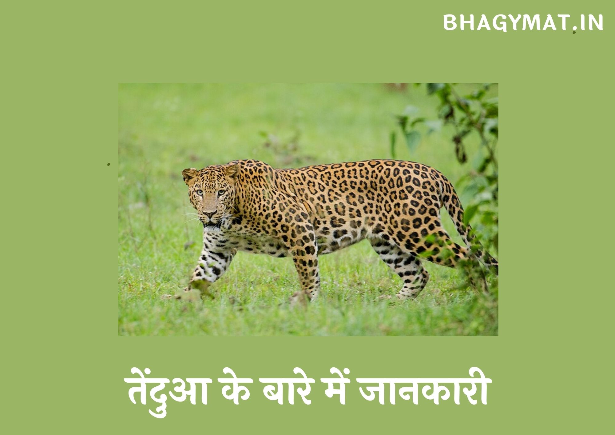 तेंदुआ के बारे में जानकारी हिंदी में (Information About leopard In Hindi)