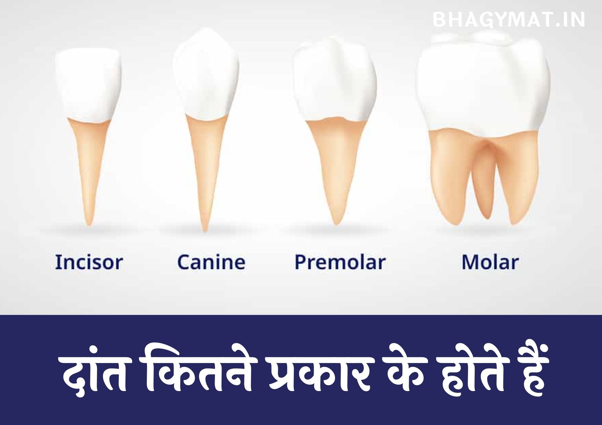 दांत कितने प्रकार के होते हैं - Dant Kitne Prakar Ke Hote Hain