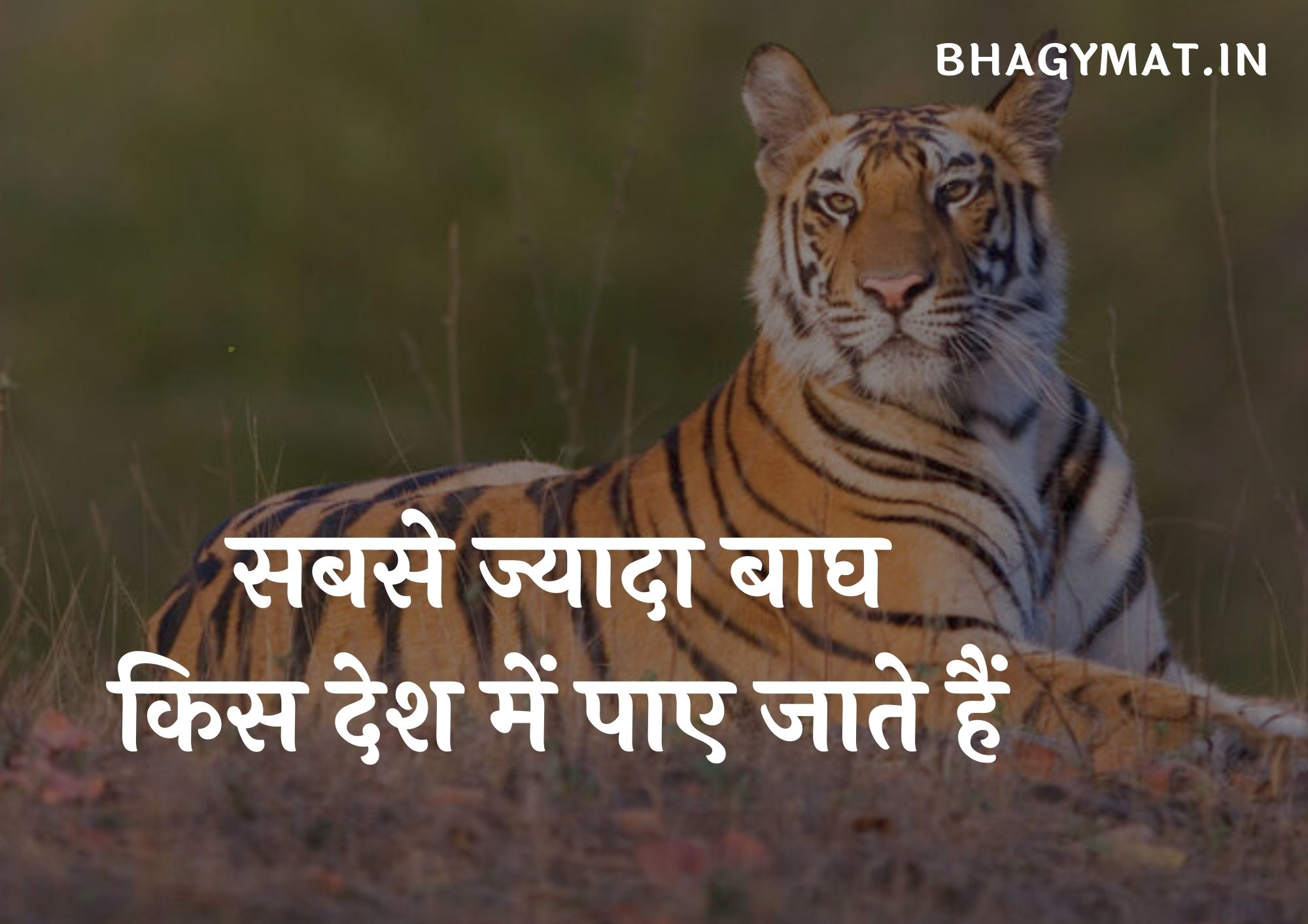 सबसे ज्यादा बाघ किस देश में पाए जाते हैं