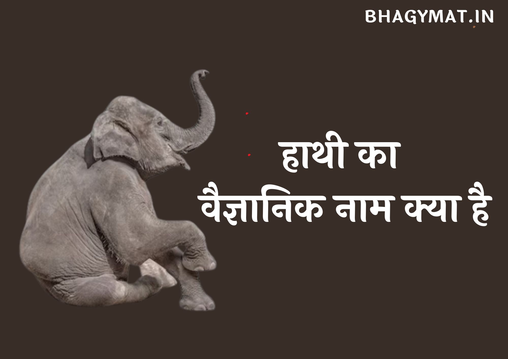 हाथी का वैज्ञानिक नाम क्या है (Hathi Ka Vaigyanik Naam Kya Hai)