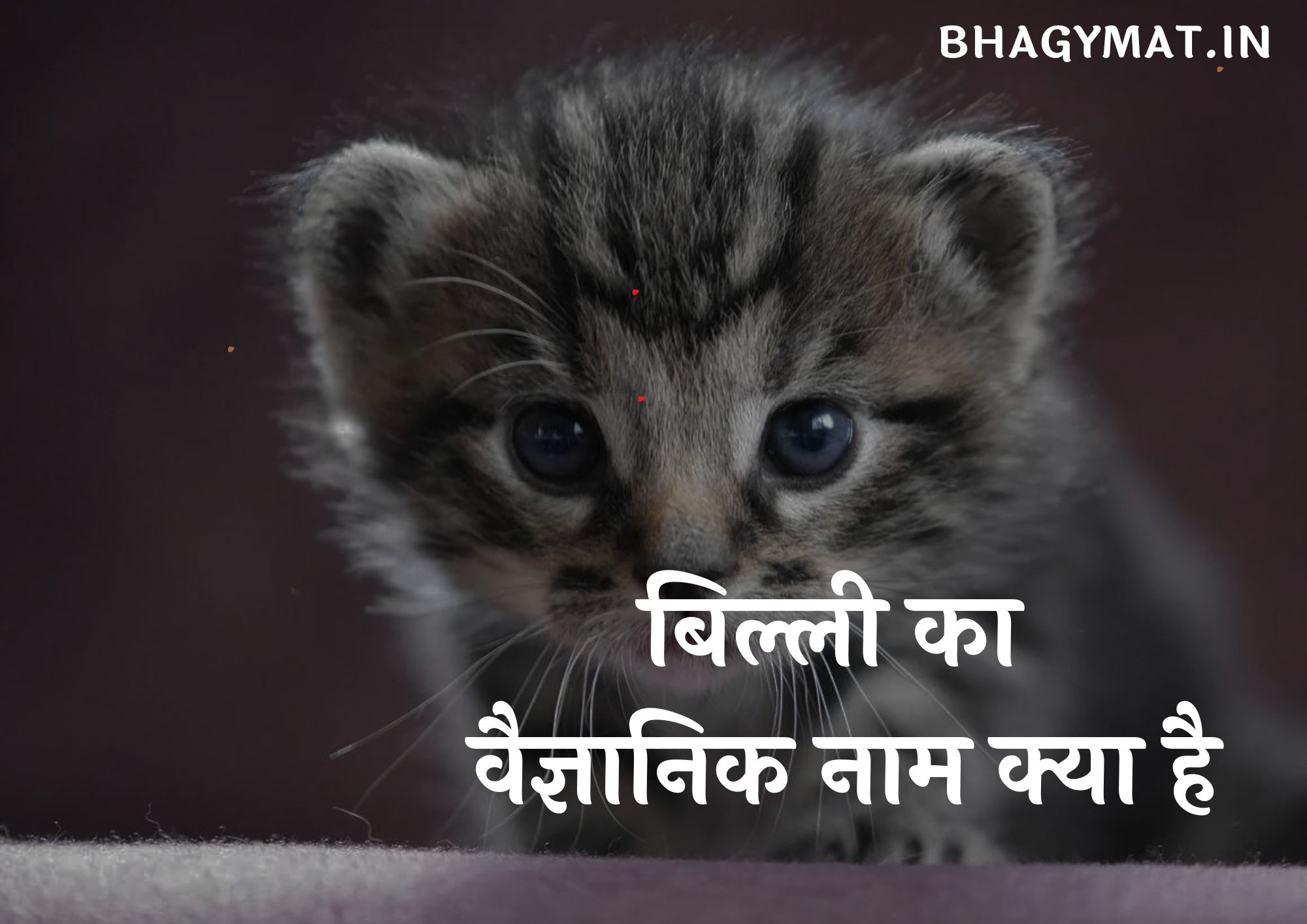 बिल्ली का वैज्ञानिक नाम क्या है (Billi Ka Vaigyanik Naam Kya Hai)