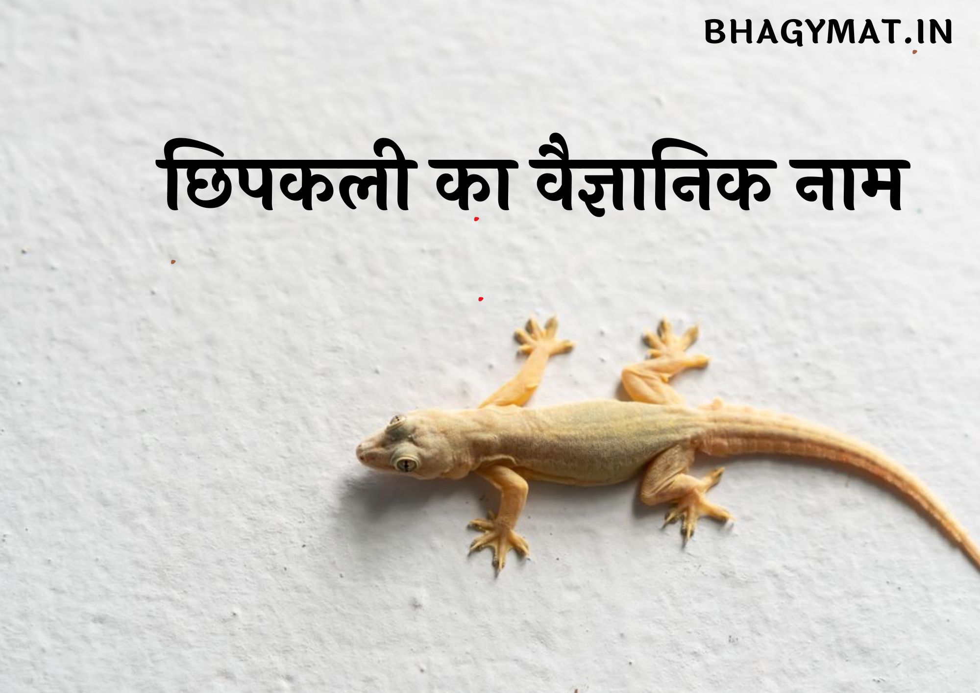 छिपकली का वैज्ञानिक नाम क्या है हिंदी में (Chipkali Ka Vaigyanik Naam Kya Hai In Hindi)