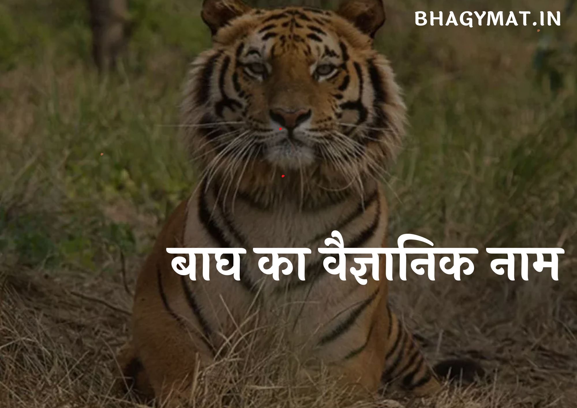 बाघ का वैज्ञानिक नाम क्या है हिंदी में (Bagh Ka Vaigyanik Naam Kya Hai In Hindi)
